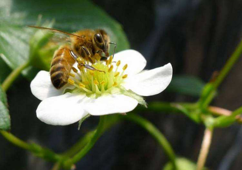 蜂博士,熊蜂,蜂博士熊蜂,蜂博士授粉熊蜂,蜂博士生物防治,授粉熊蜂,番茄熊蜂授粉,草莓熊蜂授粉,蓝莓熊蜂授粉,熊蜂厂家