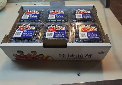 蜂博士,熊蜂,蜂博士熊蜂,蜂博士授粉熊蜂,蜂博士生物防治,授粉熊蜂,番茄熊蜂授粉,草莓熊蜂授粉,蓝莓熊蜂授粉,熊蜂厂家