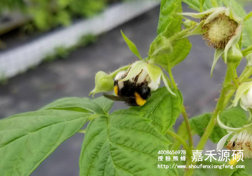 蜂博士,熊蜂,蜂博士熊蜂,蜂博士授粉熊蜂,蜂博士生物防治,授粉熊蜂,番茄熊蜂授粉,草莓熊蜂授粉,蓝莓熊蜂授粉,熊蜂厂家